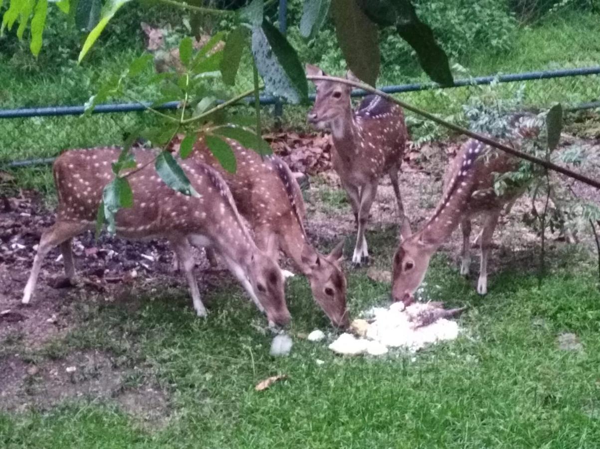 Deer Garden Guest Hotell Polonnaruwa Exteriör bild