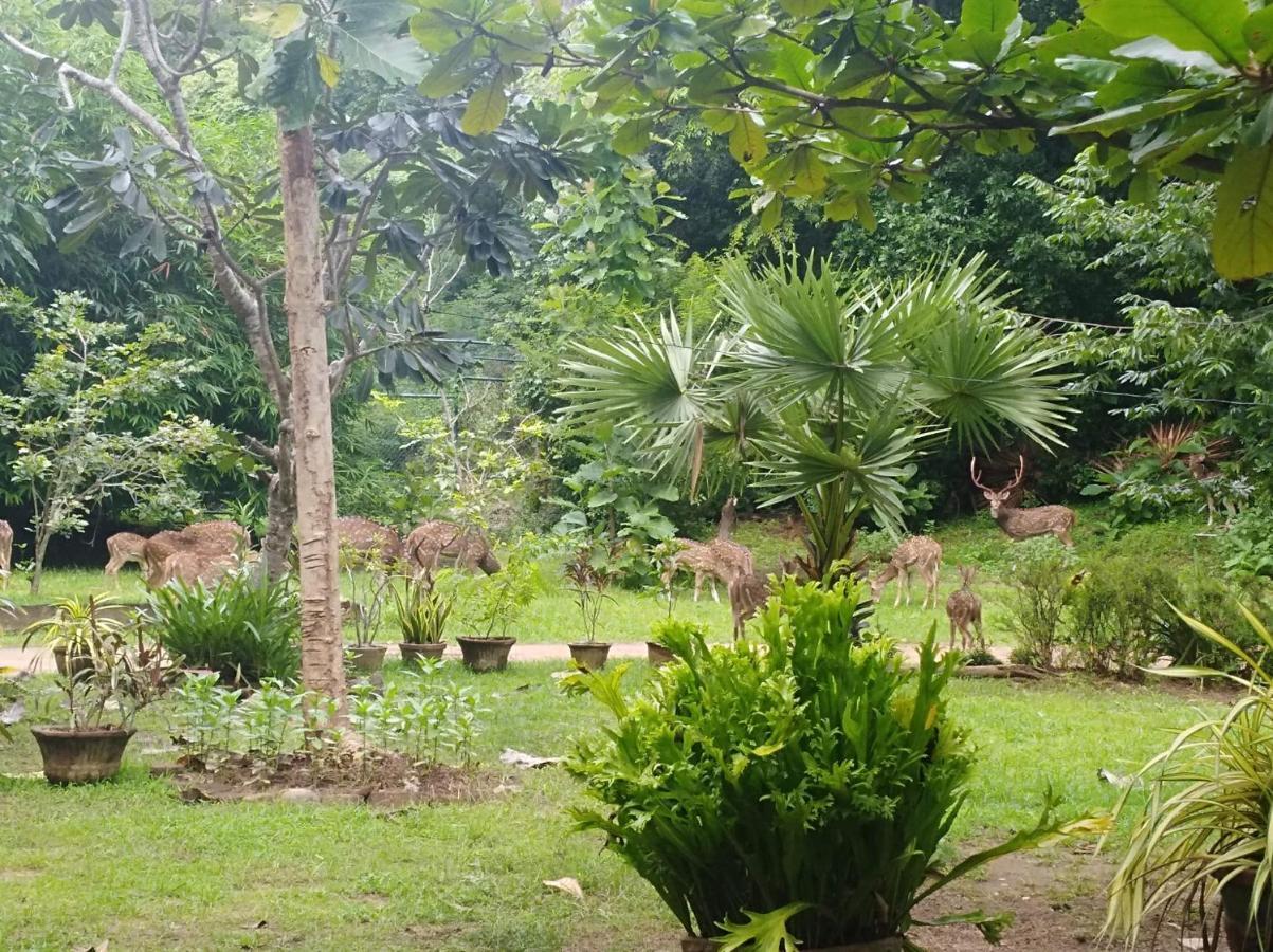 Deer Garden Guest Hotell Polonnaruwa Exteriör bild