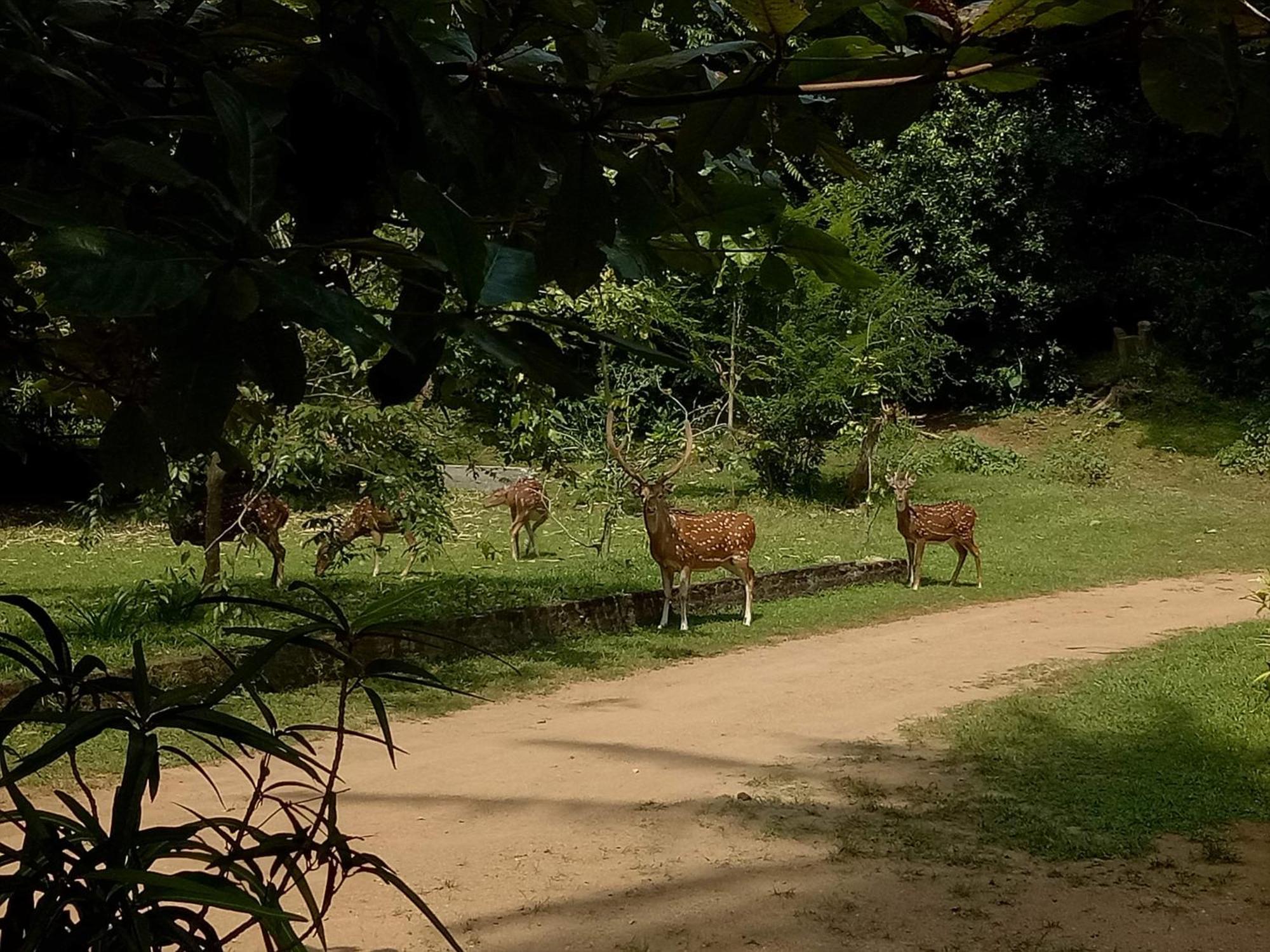 Deer Garden Guest Hotell Polonnaruwa Exteriör bild