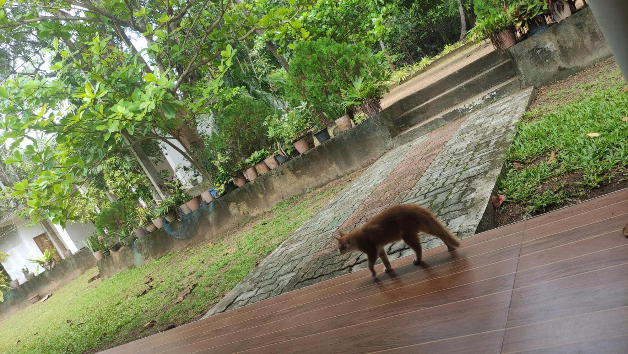 Deer Garden Guest Hotell Polonnaruwa Exteriör bild